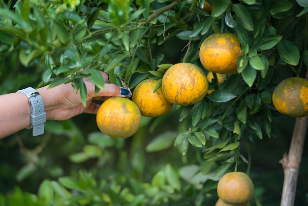 Woman hand picking orange on the tree, close up.