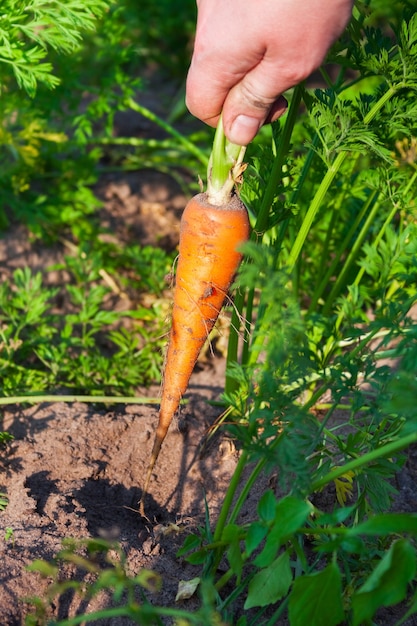 A woman hand pulls carrots out of the garden