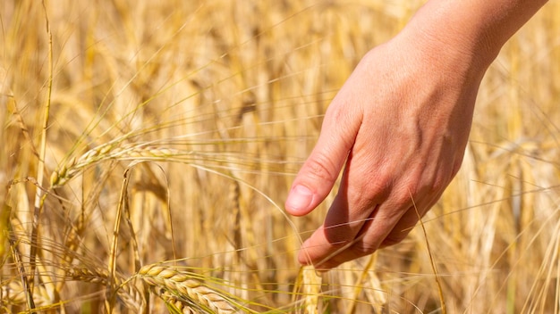 Woman hand among ripe ears of wheat