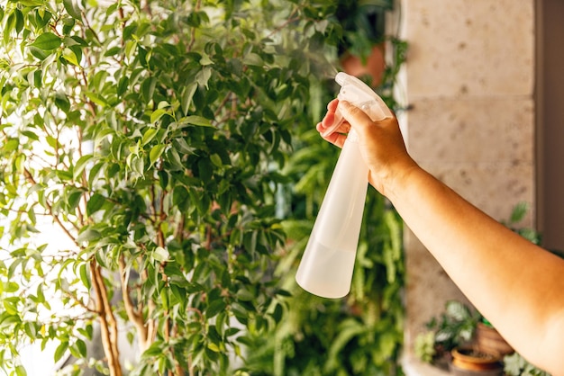 Photo woman hand takes care of indoor plants