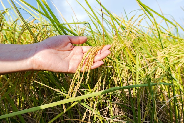 Woman hand tenderly touching a young rice 