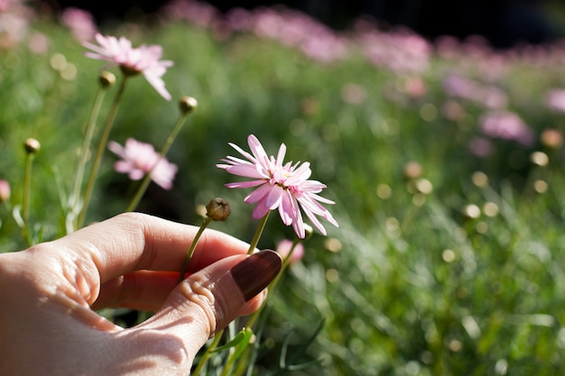 Woman hand touch small Pink flower in garden with blur background