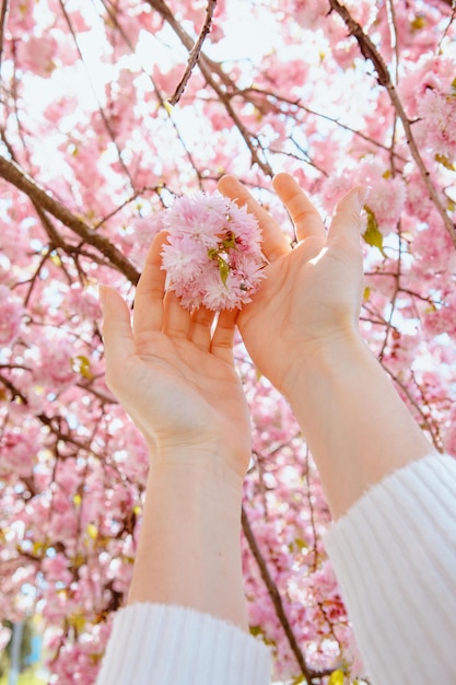 Woman hand touching blooming sakura tree