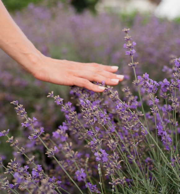 Woman hand touching lavender flowers on lavender field