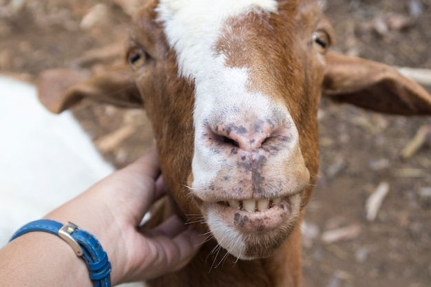 woman hand touching smiling sheep head.