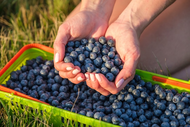 Woman hands full of freshly harvested blueberries in heart shape closeup