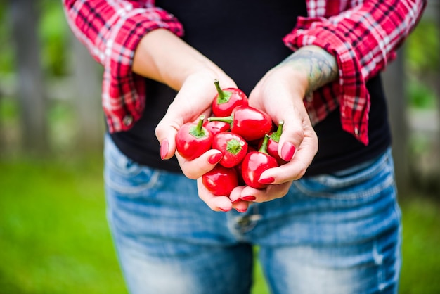 Woman hands hold red peppers in backyard garden