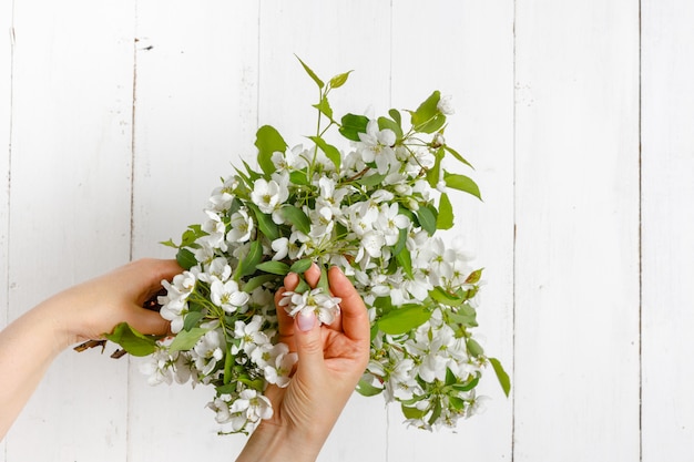 Woman hands holding apple blossom in her hands