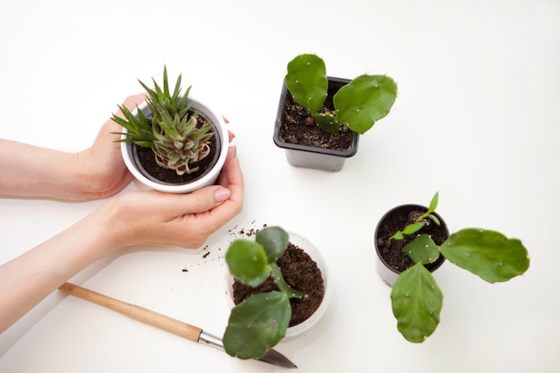 Woman hands holding Different succulents and cactus in pots on light wooden background