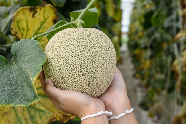 Woman hands holding fresh melons  plants growing in greenhouse supported by string melon n