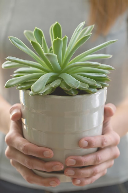 Woman hands holding green house plant succulent in flower pot close up Toned image Soft focus