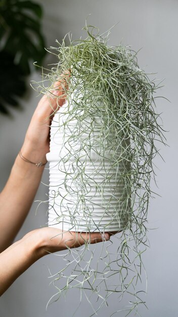 Photo woman hands holding a spanish moss tillandsia usneoides in white ceramic vase in home garden