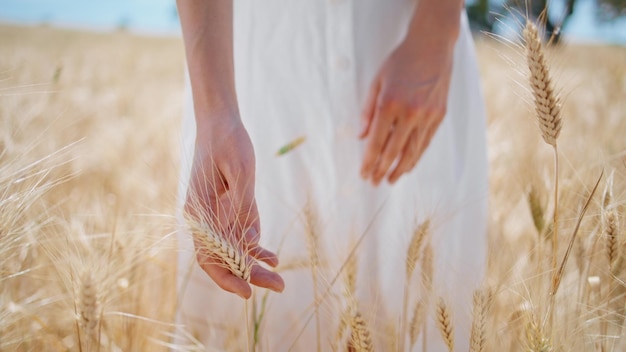 Woman hands touching spikelets field closeup girl fingertips inspecting wheat