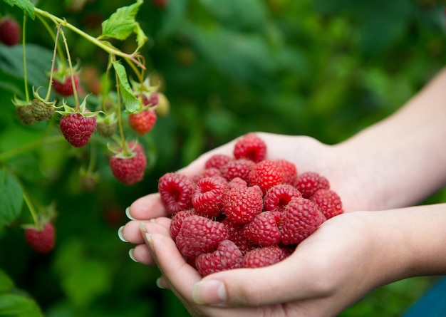 Woman hands with big red raspberries on background branch of raspberry Small DOF