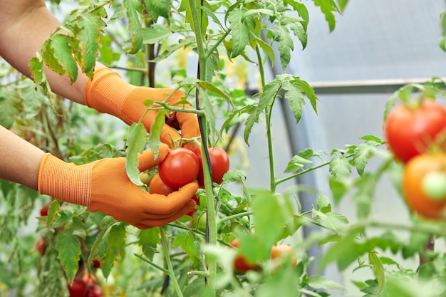 Woman harvesting organic tomatoes