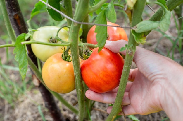 Photo a woman harvests tomatoes a womans hand closeup plucks a ripe vegetable from a bush