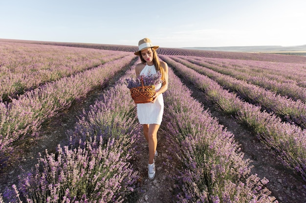 Woman in a hat with a basket of flowers harvesting in a lavender field of Provence at sunset