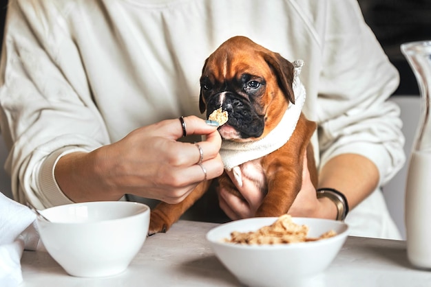 a woman during her breakfast feeds cereal and milk to a small puppy with a funny muzzle