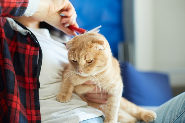 Woman hold British redhead cat and combs it fur, female takes care of the domestic animal at home with daylight.