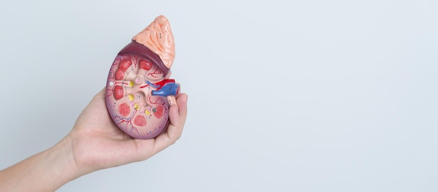 Woman holding Anatomical human kidney Adrenal gland model disease of Urinary system and Stones Cancer world kidney day Chronic kidney and Organ Donor Day concept