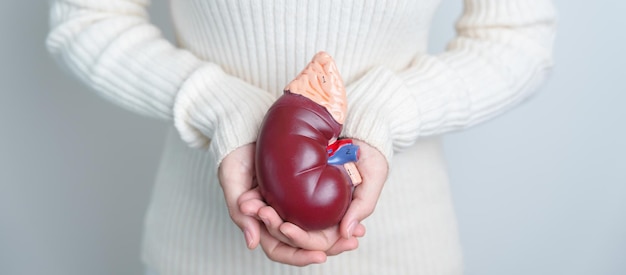 Woman holding Anatomical human kidney Adrenal gland model disease of Urinary system and Stones Cancer world kidney day Chronic kidney and Organ Donor Day concept