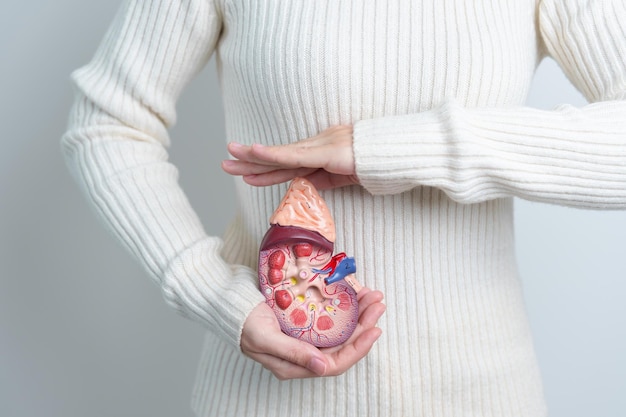 Woman holding Anatomical human kidney Adrenal gland model disease of Urinary system and Stones Cancer world kidney day Chronic kidney and Organ Donor Day concept