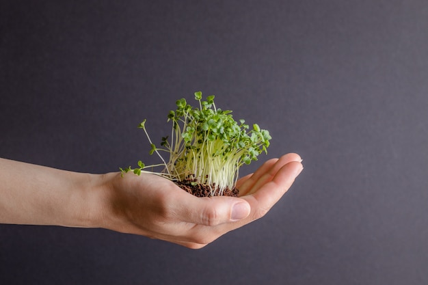 Woman holding bunch of fresh microgreens Diet concept Vegetarian healthy food