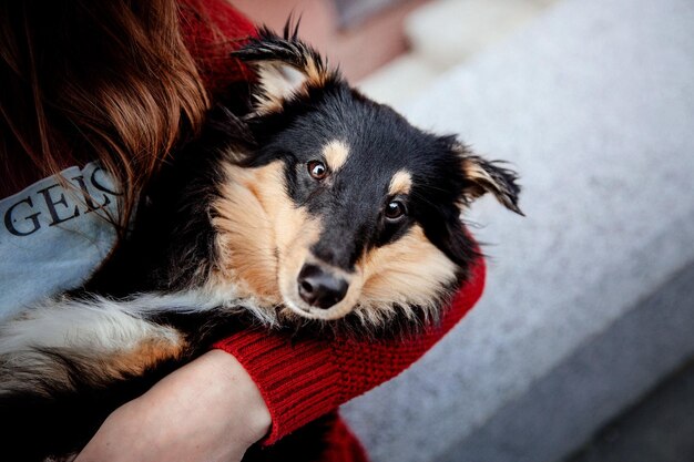 A woman holding a dog with a red sweater on.