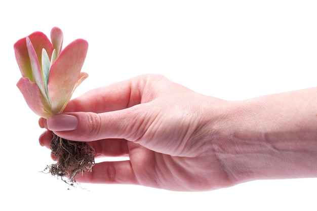 Woman holding echeveria succulent rooted cutting plant in hand