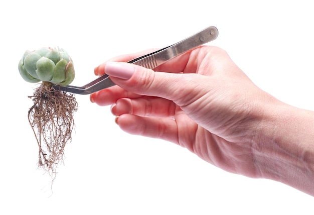 Woman holding echeveria succulent rooted cutting plant with tweezers