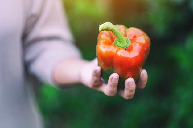 A woman holding a fresh bell pepper in hand