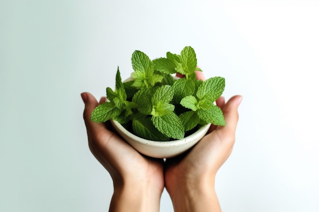 Woman holding fresh mint in hands closeup Healthy lifestyle concept