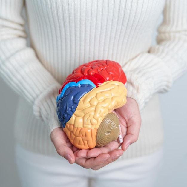 Woman holding human Brain model World Brain Tumor day Brain Stroke Dementia alzheimer parkinson and world mental health concept