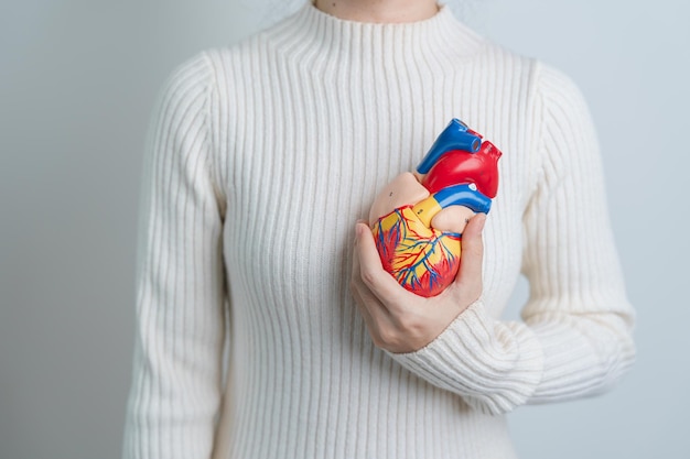 Woman holding human Heart model Cardiovascular Diseases Atherosclerosis Hypertensive Heart Valvular Heart Aortopulmonary window world Heart day and health concept