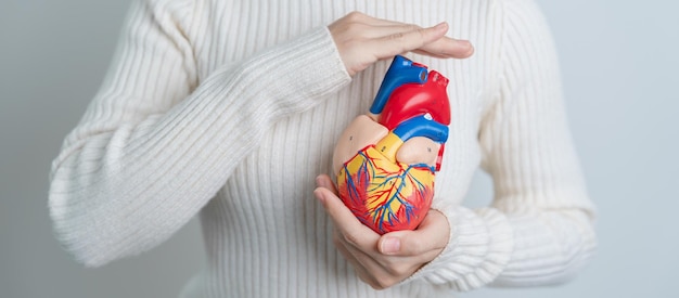 Woman holding human Heart model Cardiovascular Diseases Atherosclerosis Hypertensive Heart Valvular Heart Aortopulmonary window world Heart day and health concept