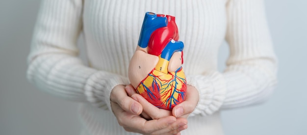 Woman holding human Heart model Cardiovascular Diseases Atherosclerosis Hypertensive Heart Valvular Heart Aortopulmonary window world Heart day and health concept