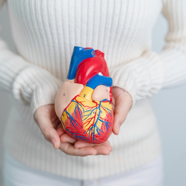 Woman holding human Heart model Cardiovascular Diseases Atherosclerosis Hypertensive Heart Valvular Heart Aortopulmonary window world Heart day and health concept