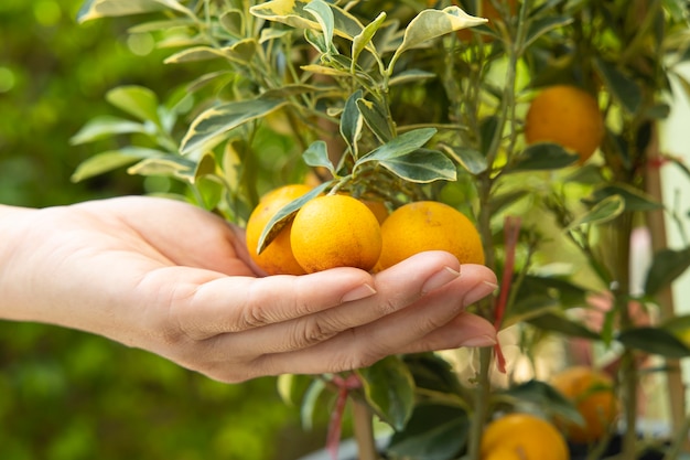 A woman holding a kumquat fruit on kumquat tree.