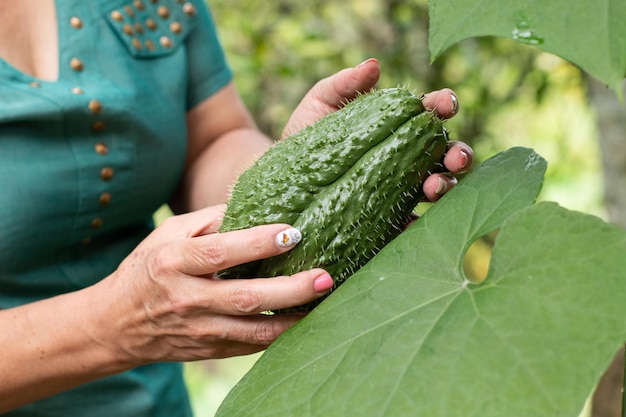 Woman holding a large chayote next to the leaves of the harvested plant