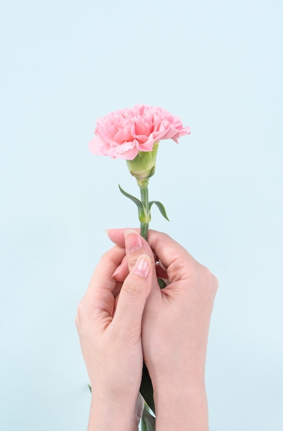 Woman holding pink carnation over blue table background