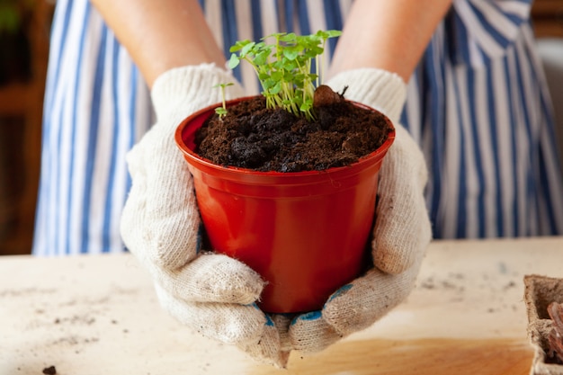 Woman holding a pot with a sprout in her hands. Gardening 