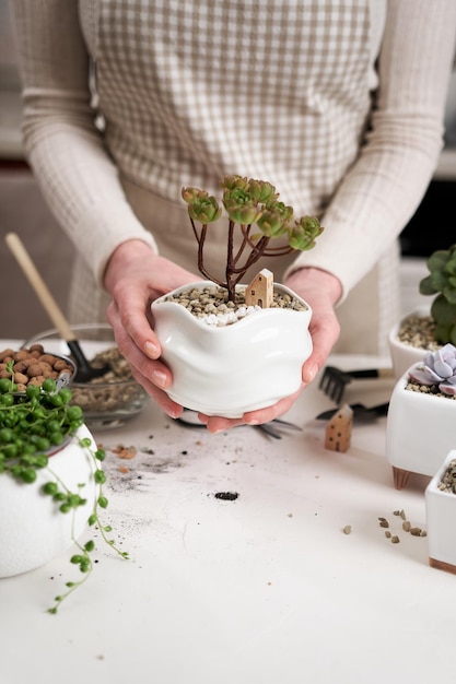 Woman holding potted aeonium green tea succulent in a white ceramic pot with decorative small house