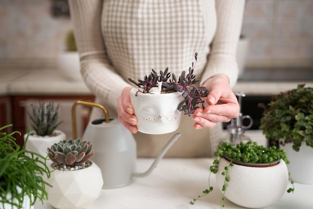 Woman holding potted othonna capensis house plant in white ceramic pot