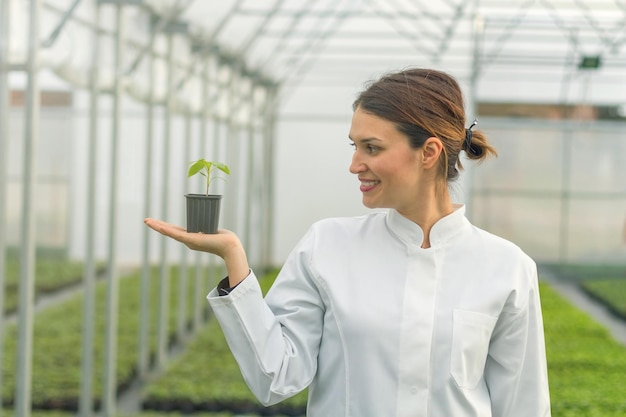 Woman holding potted plant in greenhouse nursery. Seedlings Greenhouse.