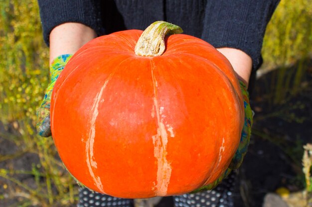 A woman holding a pumpkin in her hands Organic farming concept