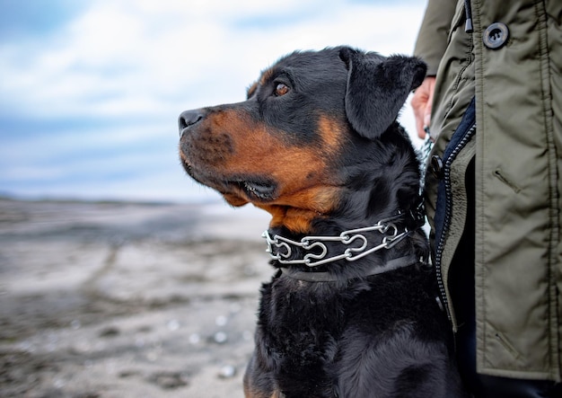 Woman holding and putting on collar for rottweiler dog in cold weather