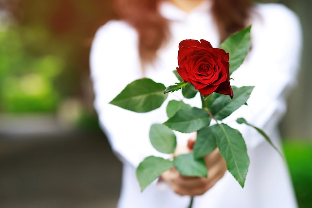 Woman holding a red rose in hands