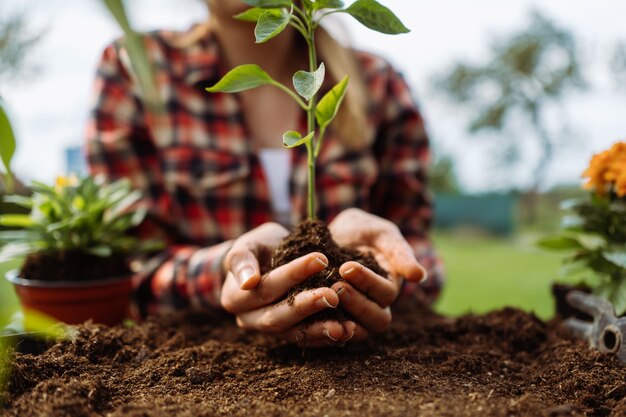 Woman holding small growing plant without face hands holding three high quality photo