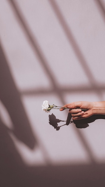 Woman holding a white carnation against a pink wall