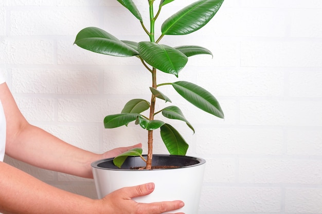 Woman holding white pot with large plant